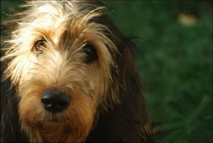 奧達獵犬耳朵怎么清潔 獵水獺犬耳朵護理流程
