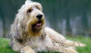 奧達獵犬吃什么好 獵水獺犬飲食注意事項