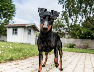 玩具曼徹斯特犬吃什么好 曼徹斯特梗禁忌食物