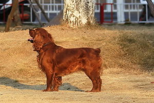 田野小獵犬牙齒怎么清潔 田野小獵犬口腔護(hù)理流程