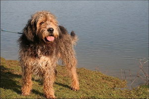 獵水獺犬不能吃什么東西 奧達獵犬不能吃的食物有哪些