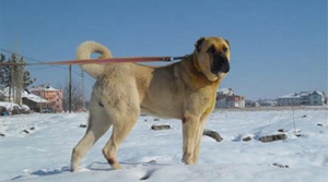 安納托利亞牧羊犬怎么養 安納托利亞牧羊犬飼養知識