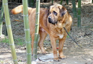 馬士提夫犬耳朵怎么清潔 馬士提夫獒犬耳朵護理方法