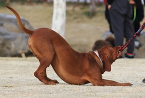 紅骨獵浣熊犬怎么養(yǎng) 紅骨獵浣熊犬喂養(yǎng)要點(diǎn)