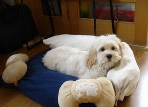 迷你貝吉格里芬凡丁犬指甲剪出血了處理方法