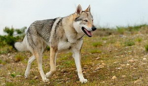 捷克狼犬怎么洗澡 捷克狼犬洗澡方法及注意事項(xiàng)