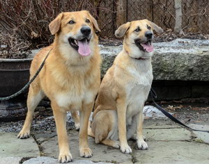 奇努克犬牙齒怎么清潔 奇努克犬牙齒護理方法
