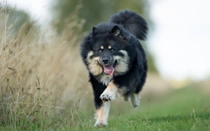 芬蘭拉普獵犬好養嗎 芬蘭拉普獵犬飼養經驗分享