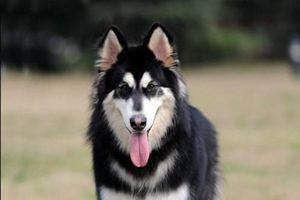 阿拉斯加犬什么時(shí)候配種
