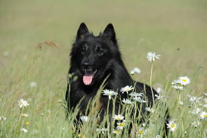西帕基犬耳朵怎么清潔 西帕基犬耳朵清潔護(hù)理方法