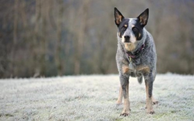 澳大利亞牧牛犬好養嗎 澳洲牧牛犬飼養方法