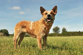 如何給澳大利亞牧牛犬洗澡 澳洲牧牛犬洗澡步驟