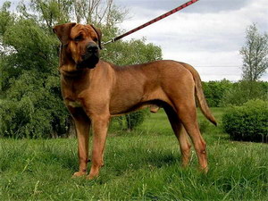 日本土佐犬患耳螨怎么治療 日本土佐犬耳螨治療方法