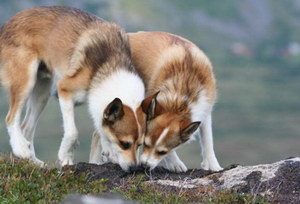 挪威倫德獵犬拉稀怎么辦 挪威倫德獵犬拉肚子解決方法