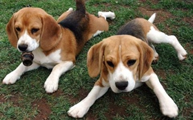 英國(guó)獵狐犬怎么養(yǎng) 英國(guó)獵狐犬飼養(yǎng)方法