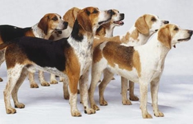 英國(guó)獵狐犬怎么美容 英國(guó)獵狐犬美容小技巧