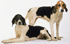 英國(guó)獵狐犬性格怎么樣 優(yōu)秀護(hù)衛(wèi)犬種