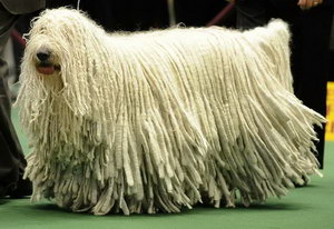可蒙犬毛發(fā)怎么護理 可蒙犬毛發(fā)梳理修剪方法