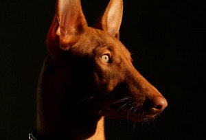 法老王獵犬運(yùn)動(dòng)要注意哪些問題介紹