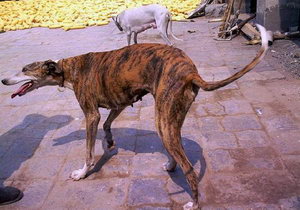 格力犬幼犬吃什么好 靈緹犬幼犬飲食注意事項(xiàng)