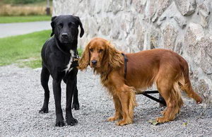 英國(guó)可卡犬怎么美容 英國(guó)可卡犬美容流程