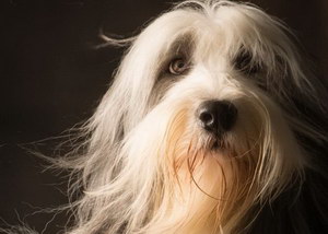 布雷獵犬感冒怎么治療 伯瑞犬感冒護(hù)理方法