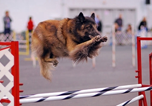 比利時特伏丹犬食物中毒怎么治療 食物中毒治療方法