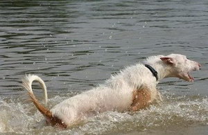 伊比贊獵犬拉稀怎么辦 伊比贊獵犬拉肚子解決方法
