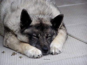 挪威布哈德犬發燒怎么辦 發燒治療方法