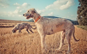 愛爾蘭獵狼犬感冒吃什么藥 愛爾蘭獵狼犬感冒照顧方法