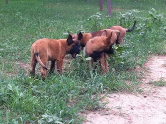 馬里努阿犬拉肚子怎么處理 馬里努阿犬拉稀治療方法