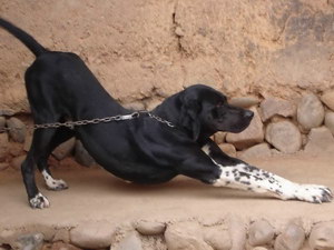 波音達獵犬怎么驅蟲 波音達獵犬驅蟲方法