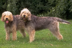 愛爾蘭獵狼犬寄生蟲怎么預防治療方法