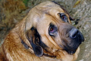 馬士提夫獒犬怎么驅蟲 馬士提夫獒犬驅蟲方法