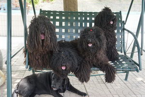 波利犬有耳螨怎么治療 波利犬耳螨治療方法