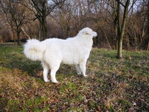 庫瓦茲犬嘔吐發抖怎么回事 嘔吐發抖原因介紹