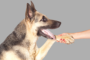 德國牧羊犬訓(xùn)練握手教程