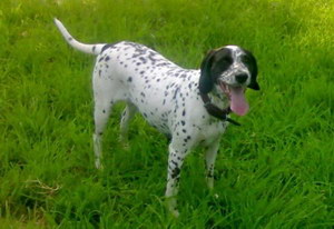 波音達獵犬拉稀怎么辦 波音達獵犬拉肚子解決方法