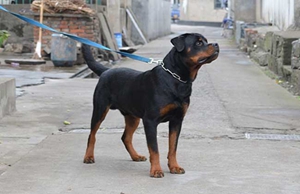 羅威納犬護主怎么訓(xùn)練 羅威納犬護主訓(xùn)練技巧