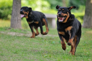 羅威納犬怎么訓(xùn)練看家 羅威納犬看家訓(xùn)練