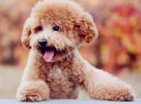 泰迪犬怎么修毛視頻教程 泰迪犬修毛注意事項