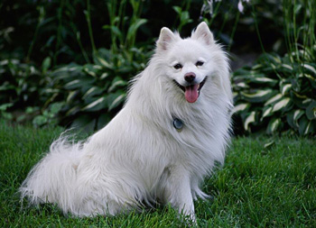 愛(ài)斯基摩犬