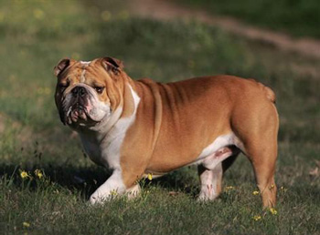 英國斗牛犬