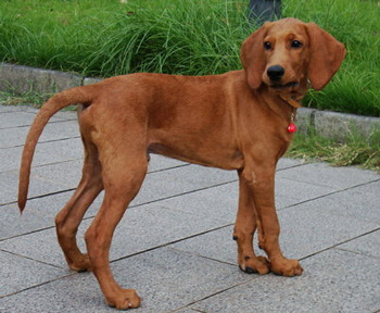 紅骨獵浣熊犬