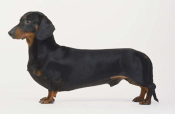 臘腸犬