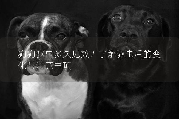 狗狗驅(qū)蟲多久見效？了解驅(qū)蟲后的變化與注意事項(xiàng)