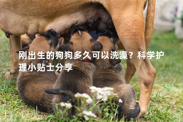 剛出生的狗狗多久可以洗澡？科學(xué)護(hù)理小貼士分享