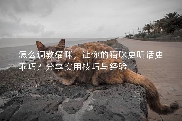 怎么調教貓咪，讓你的貓咪更聽話更乖巧？分享實用技巧與經驗