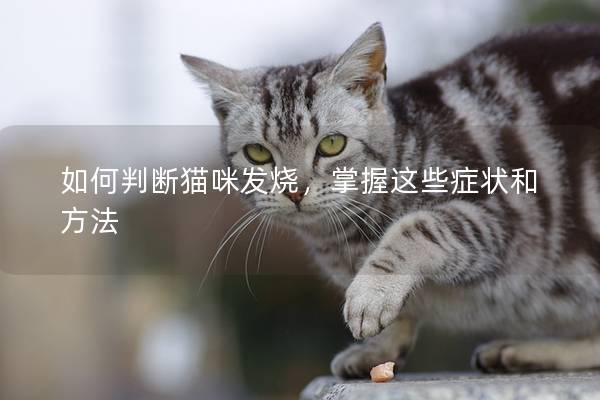 如何判斷貓咪發燒，掌握這些癥狀和方法