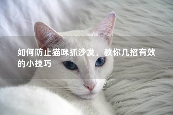 如何防止貓咪抓沙發，教你幾招有效的小技巧